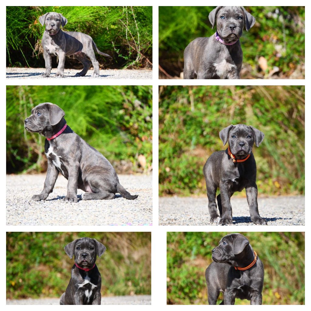 Des Montagnes Ardèchoise - Magnifique chiots  Cane Corso Disponible début Septembre 2024