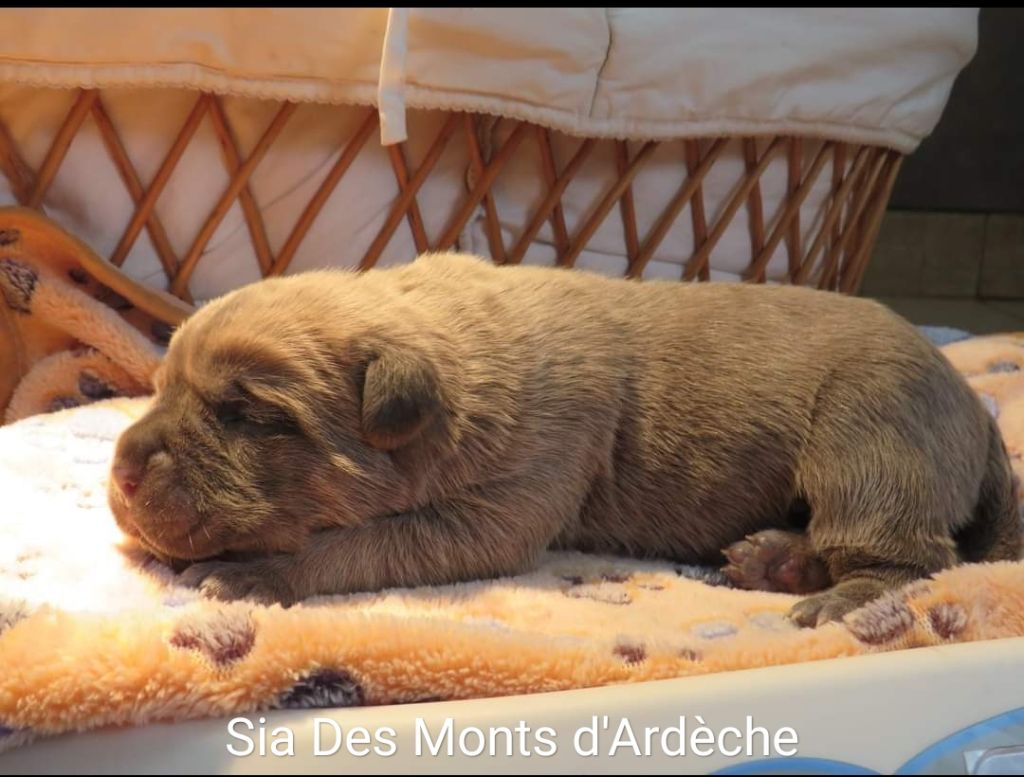 Des Montagnes Ardèchoise - Sia Des Monts d'Ardèche 