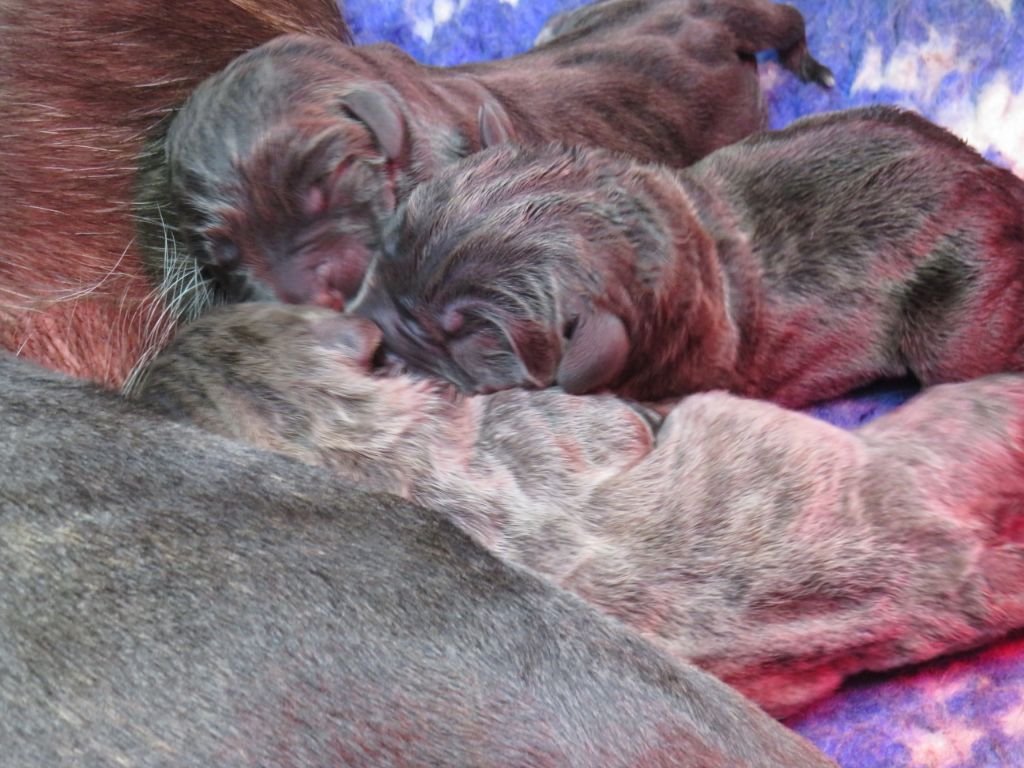 Des Montagnes Ardèchoise - Naissance de BB de Mengie & Ludwig 