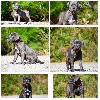  - Magnifique chiots  Cane Corso Disponible début Septembre 2024