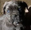  - Male gris ( bleu ) disponible a la reservation 