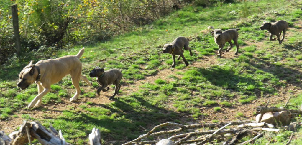 Des Montagnes Ardèchoise - Ludwig Des Monts d'Ardéche & ses chiots 