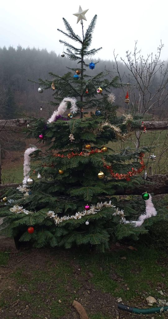 Des Montagnes Ardèchoise - Notre sapin 2020 à l'elevage 