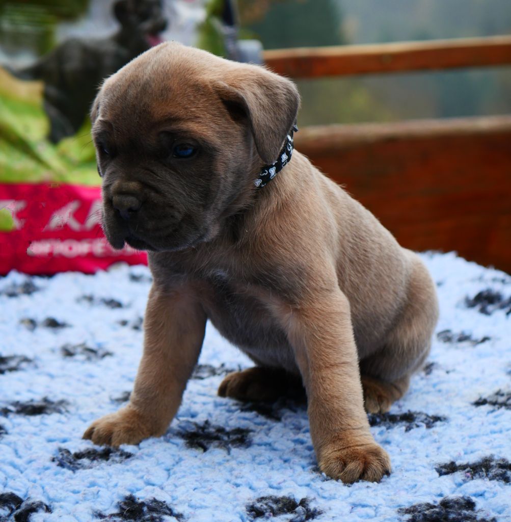 Des Montagnes Ardèchoise - Chiot disponible  - Cane Corso