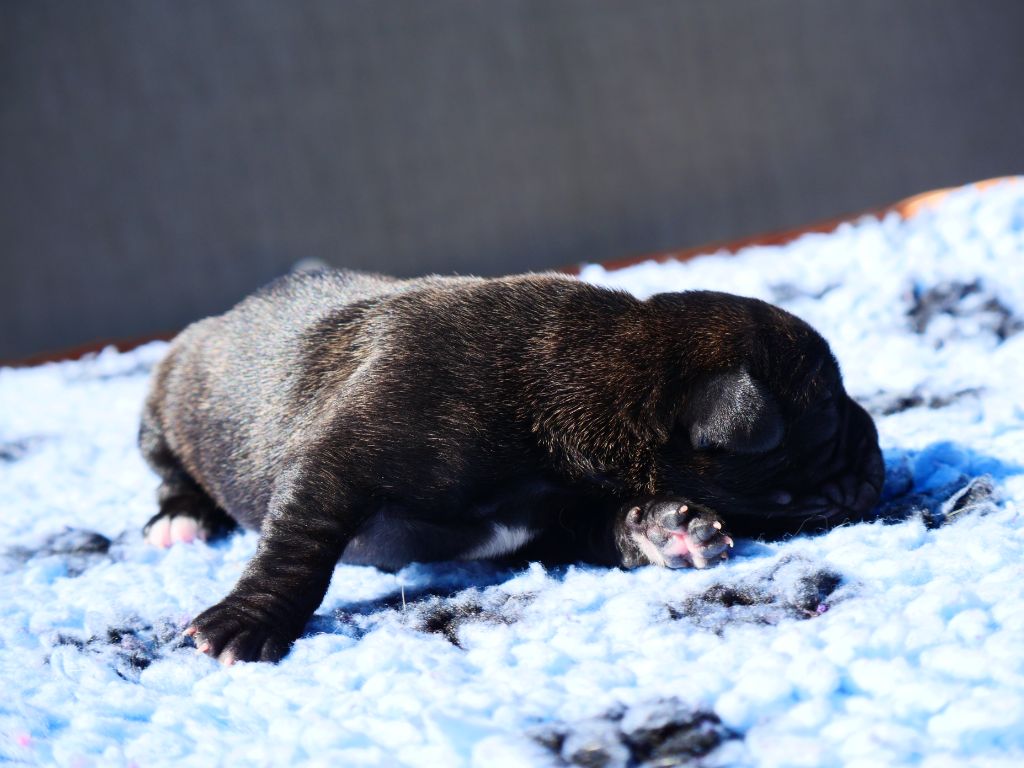 Des Montagnes Ardèchoise - Chiot disponible  - Cane Corso