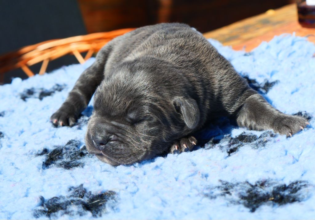 Des Montagnes Ardèchoise - Chiot disponible  - Cane Corso