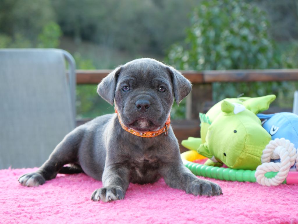 Des Montagnes Ardèchoise - Chiot disponible  - Cane Corso