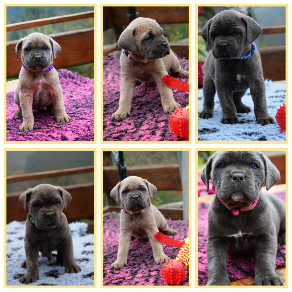 chiot Cane Corso Des Montagnes Ardèchoise