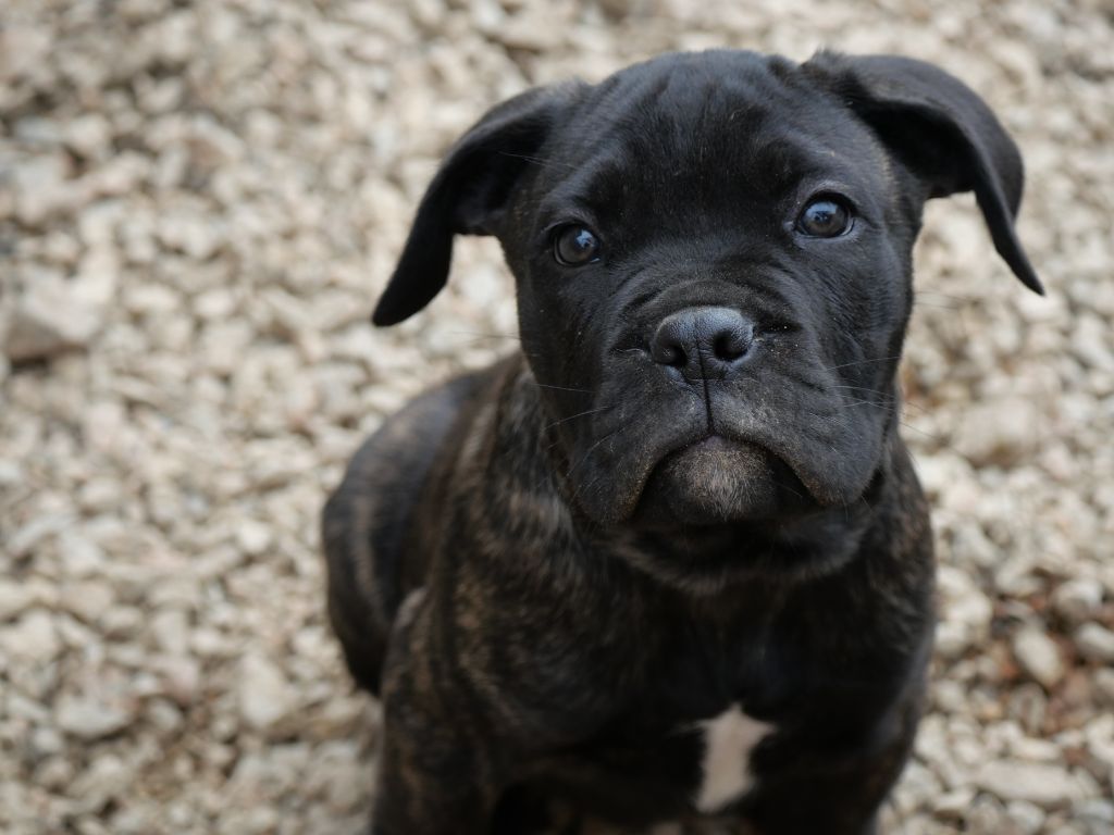 Des Montagnes Ardèchoise - Chiot disponible  - Cane Corso