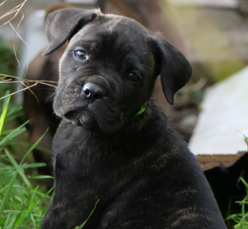 Des Montagnes Ardèchoise - Chiot disponible  - Cane Corso