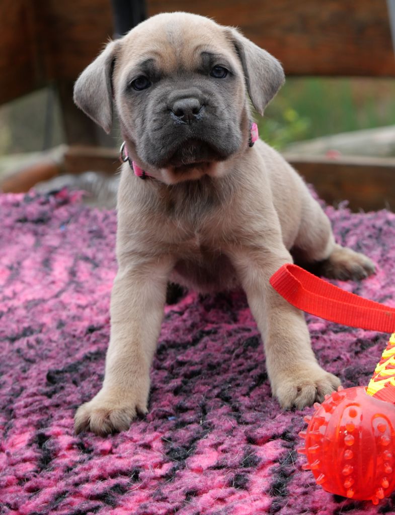 Des Montagnes Ardèchoise - Chiot disponible  - Cane Corso