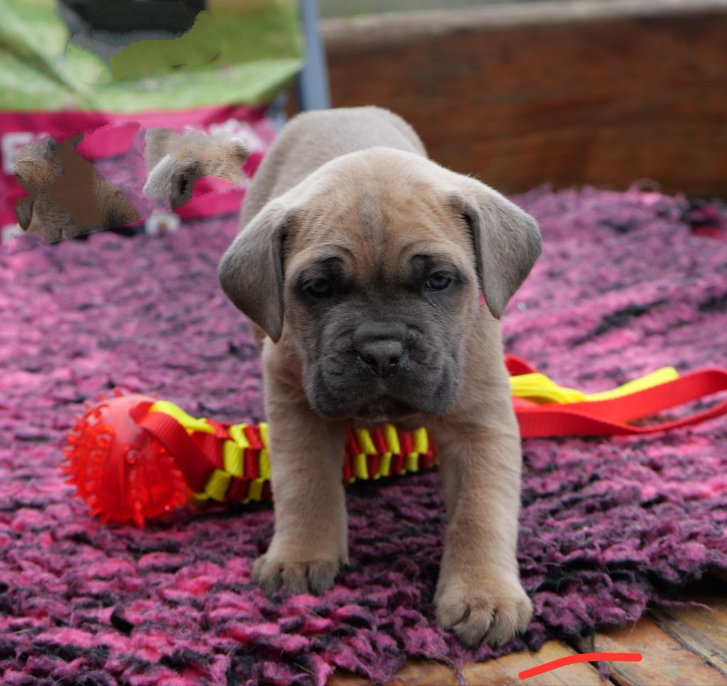 Des Montagnes Ardèchoise - Chiot disponible  - Cane Corso