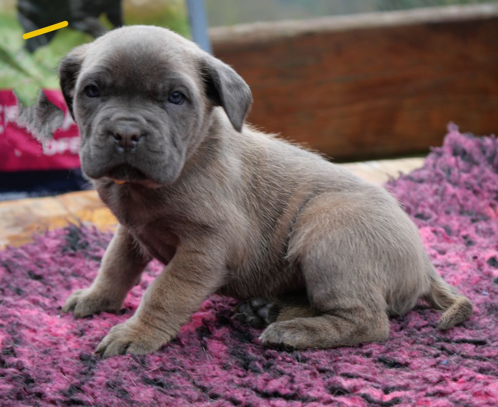 Des Montagnes Ardèchoise - Chiot disponible  - Cane Corso