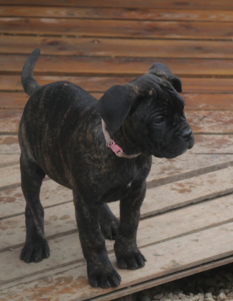 Des Montagnes Ardèchoise - Chiot disponible  - Cane Corso