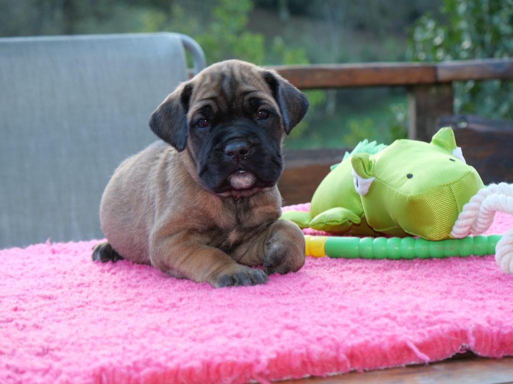 Des Montagnes Ardèchoise - Chiot disponible  - Cane Corso