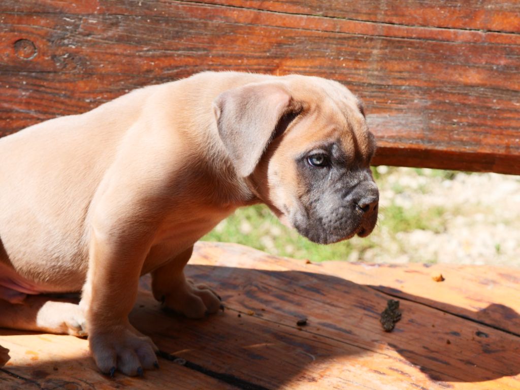 Des Montagnes Ardèchoise - Chiot disponible  - Cane Corso