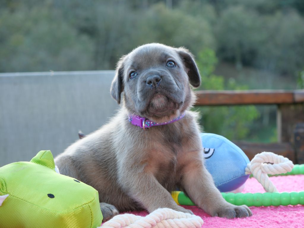 Des Montagnes Ardèchoise - Chiot disponible  - Cane Corso