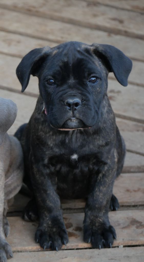 Des Montagnes Ardèchoise - Chiot disponible  - Cane Corso