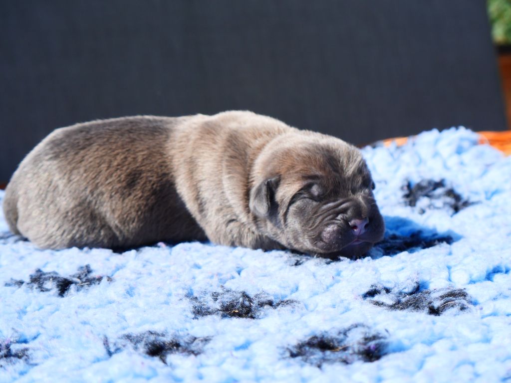 Des Montagnes Ardèchoise - Chiot disponible  - Cane Corso