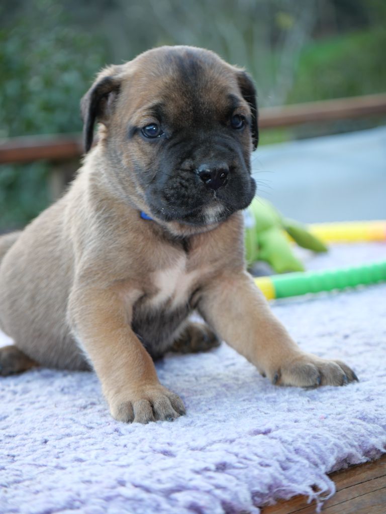 Des Montagnes Ardèchoise - Chiot disponible  - Cane Corso