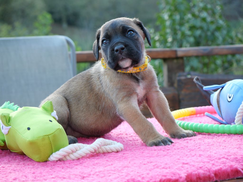 Des Montagnes Ardèchoise - Chiot disponible  - Cane Corso