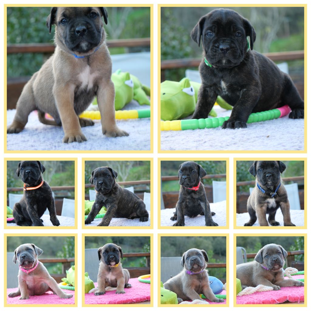 chiot Cane Corso Des Montagnes Ardèchoise