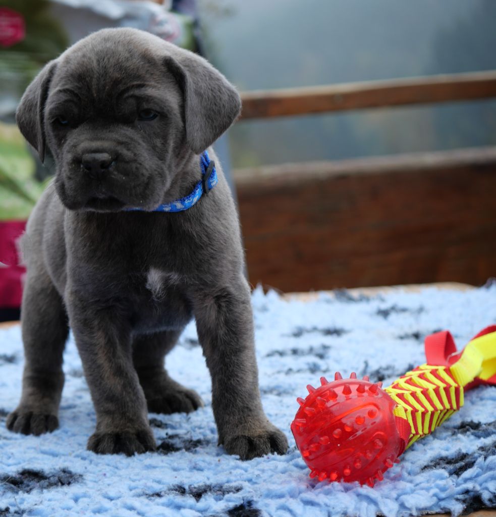 Des Montagnes Ardèchoise - Chiot disponible  - Cane Corso