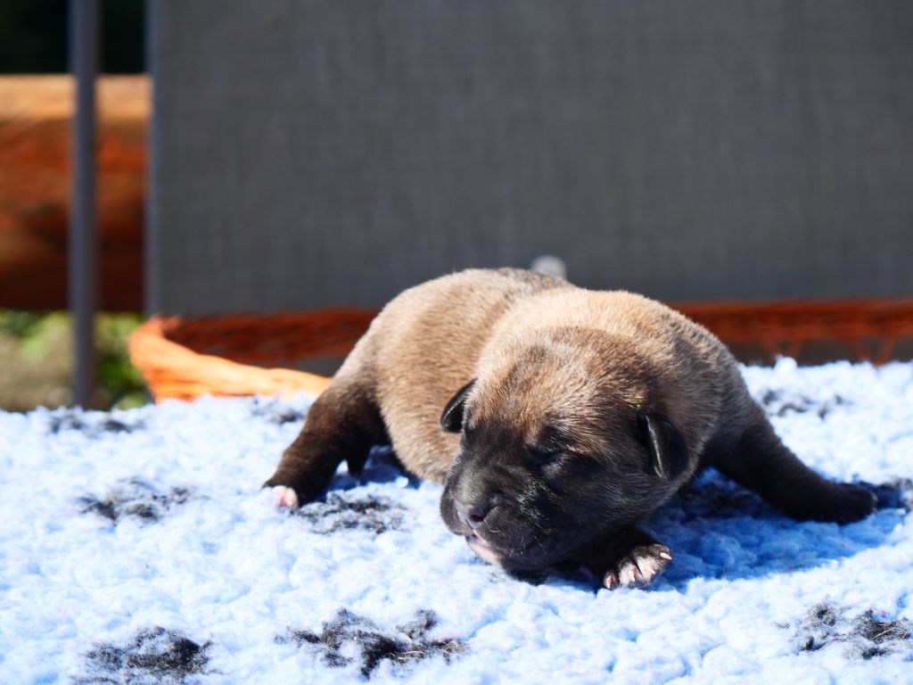 Des Montagnes Ardèchoise - Chiot disponible  - Cane Corso