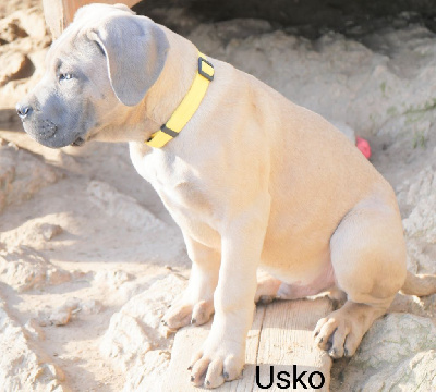 Usko ( collier jaune)