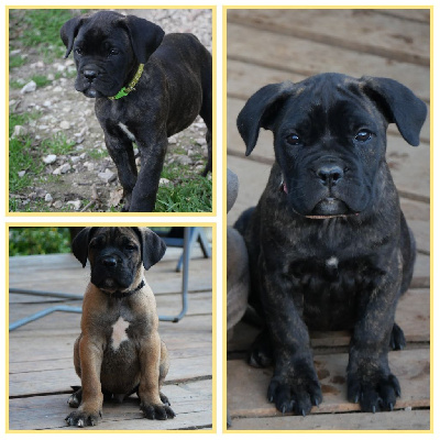 Des Montagnes Ardèchoise - Cane Corso - Portée née le 08/09/2024