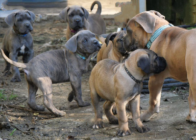 Des Montagnes Ardèchoise - Cane Corso - Portée née le 08/09/2024