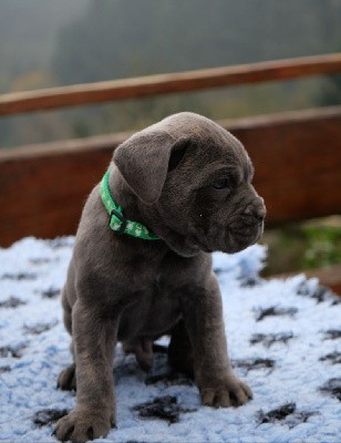 Male collier vert gris. B