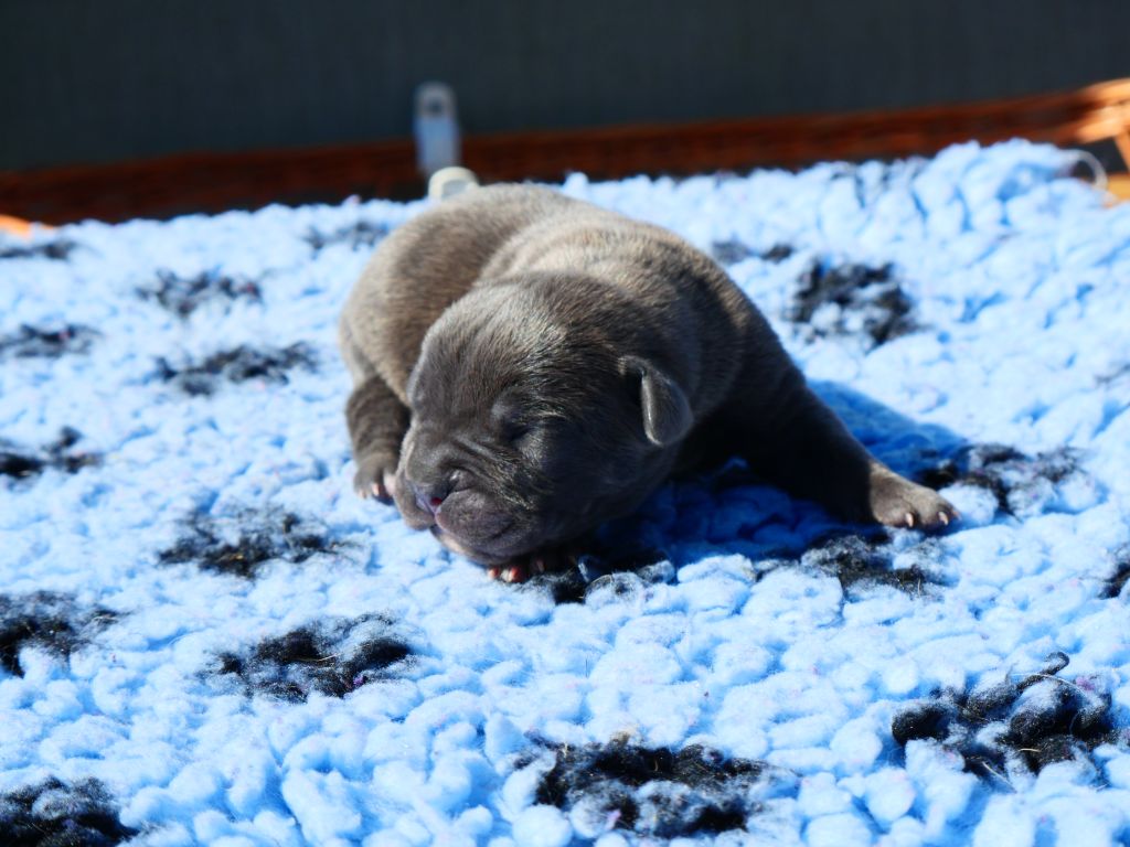 Des Montagnes Ardèchoise - Chiot disponible  - Cane Corso