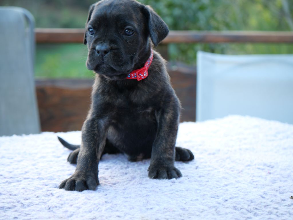 Des Montagnes Ardèchoise - Chiot disponible  - Cane Corso