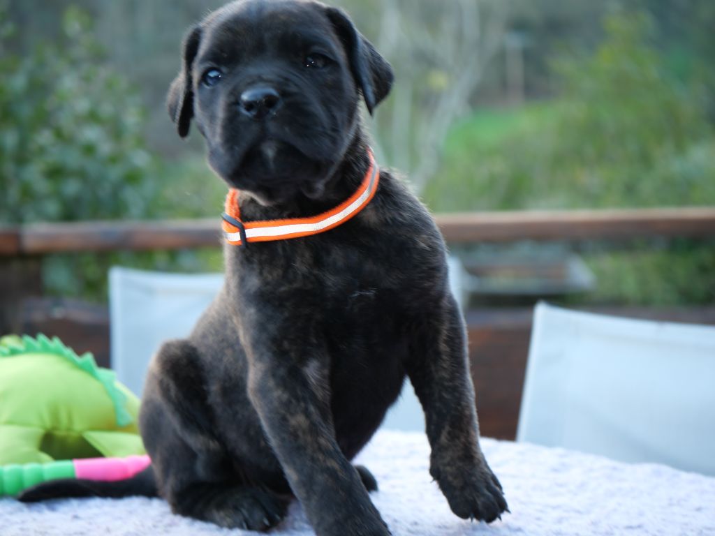 Des Montagnes Ardèchoise - Chiot disponible  - Cane Corso