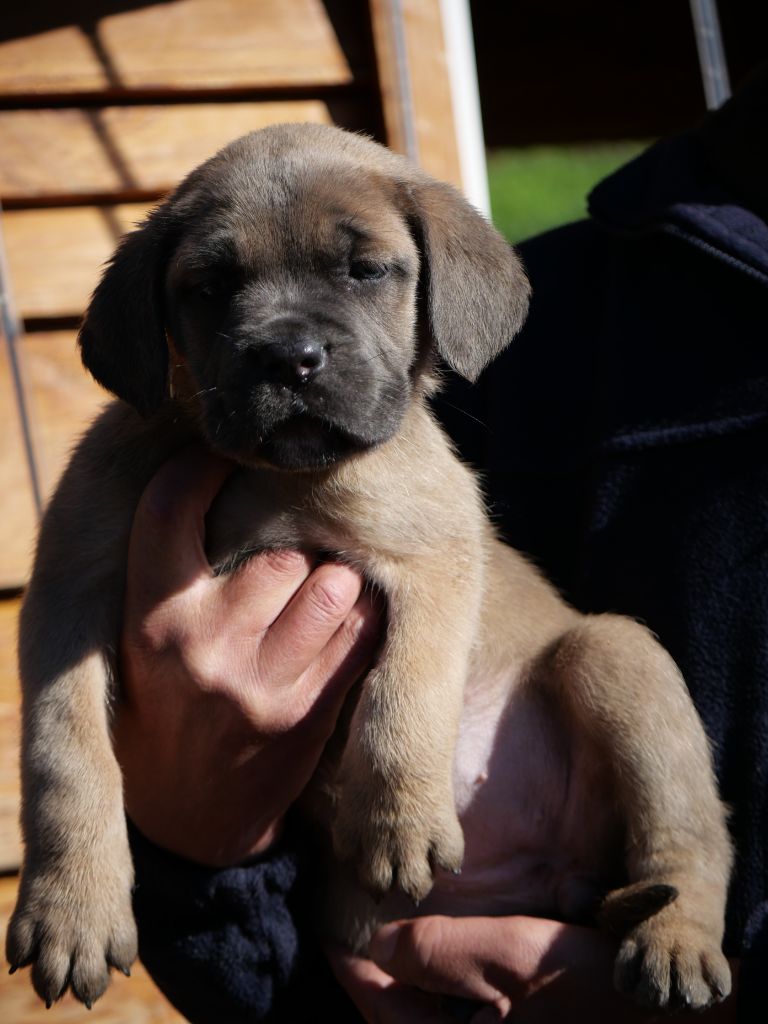 Des Montagnes Ardèchoise - Chiot disponible  - Cane Corso