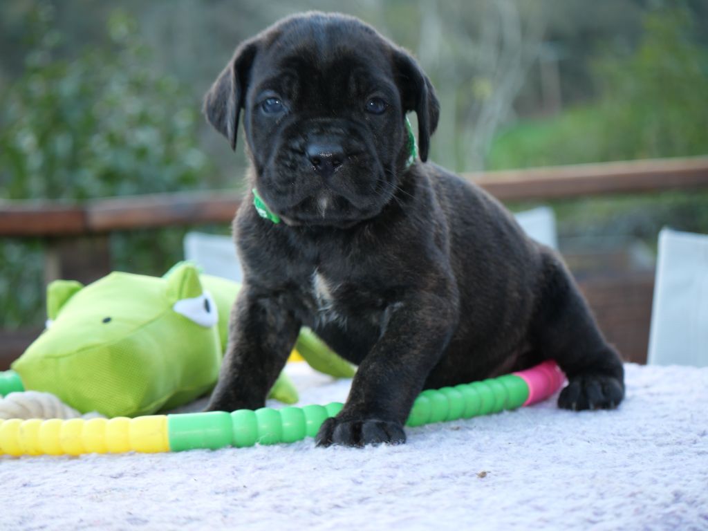 Des Montagnes Ardèchoise - Chiot disponible  - Cane Corso