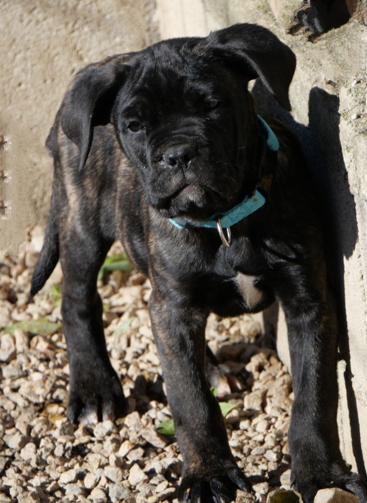 Des Montagnes Ardèchoise - Chiot disponible  - Cane Corso