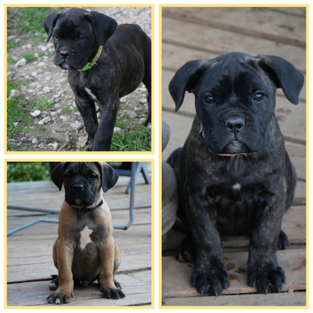 chiot Cane Corso Des Montagnes Ardèchoise