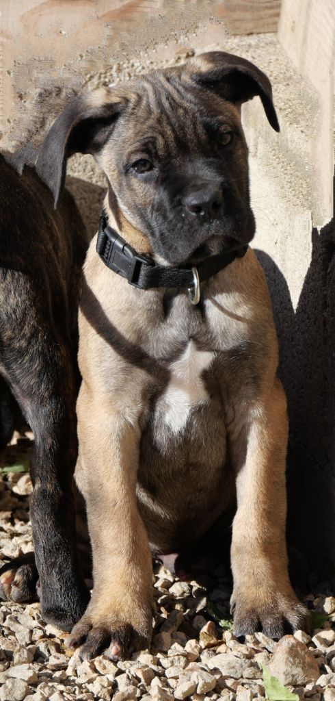 Des Montagnes Ardèchoise - Chiot disponible  - Cane Corso