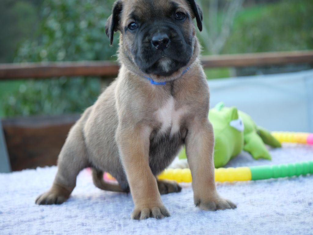 Des Montagnes Ardèchoise - Chiot disponible  - Cane Corso