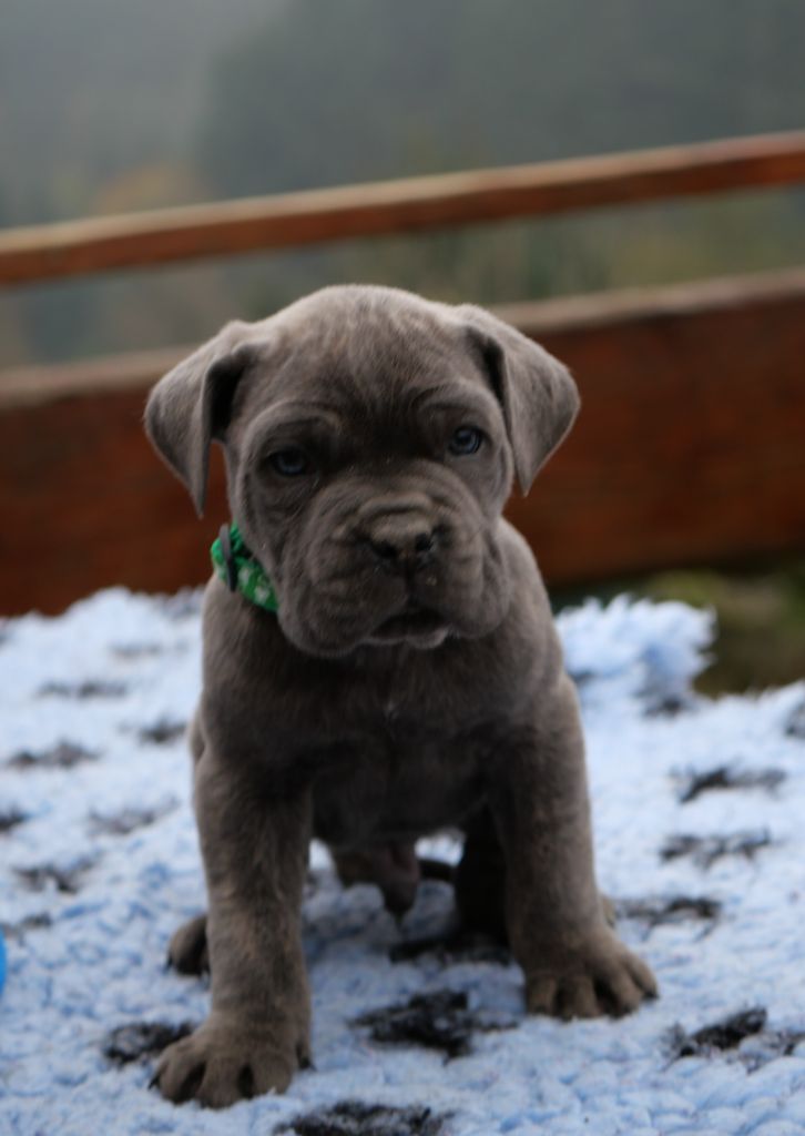 Des Montagnes Ardèchoise - Chiot disponible  - Cane Corso