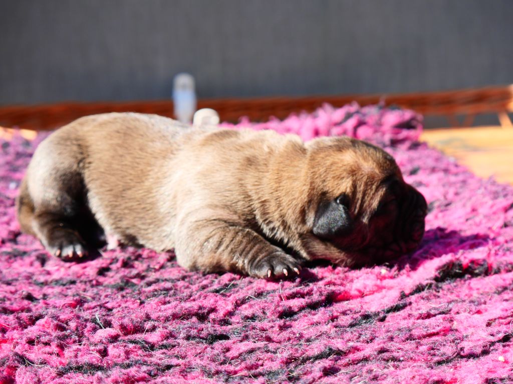 Des Montagnes Ardèchoise - Chiot disponible  - Cane Corso