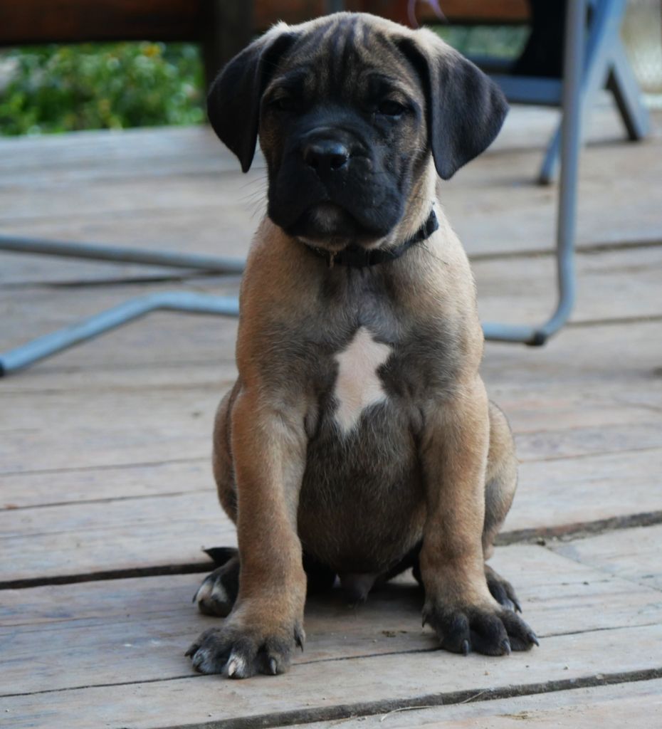 Des Montagnes Ardèchoise - Chiot disponible  - Cane Corso