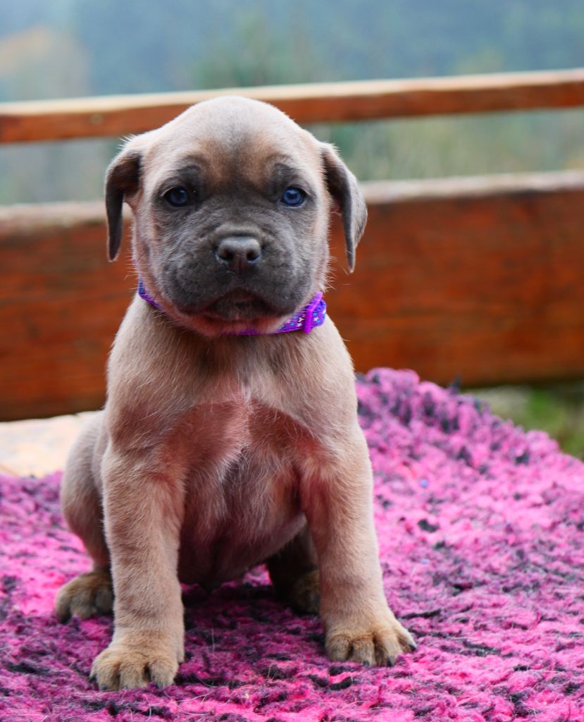 Des Montagnes Ardèchoise - Chiot disponible  - Cane Corso