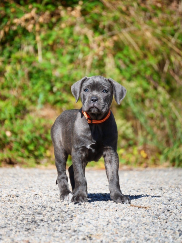 Des Montagnes Ardèchoise - Chiot disponible  - Cane Corso