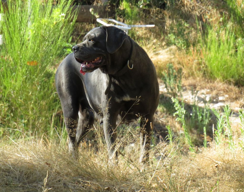 Mengie des monts d ardeche