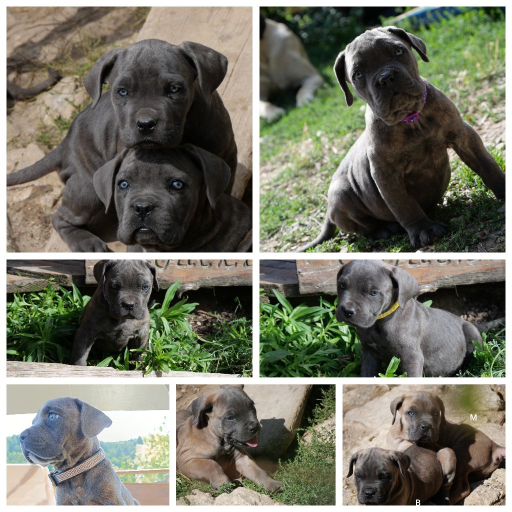 Plus de chiots disponible... on envisage le futur mariage 