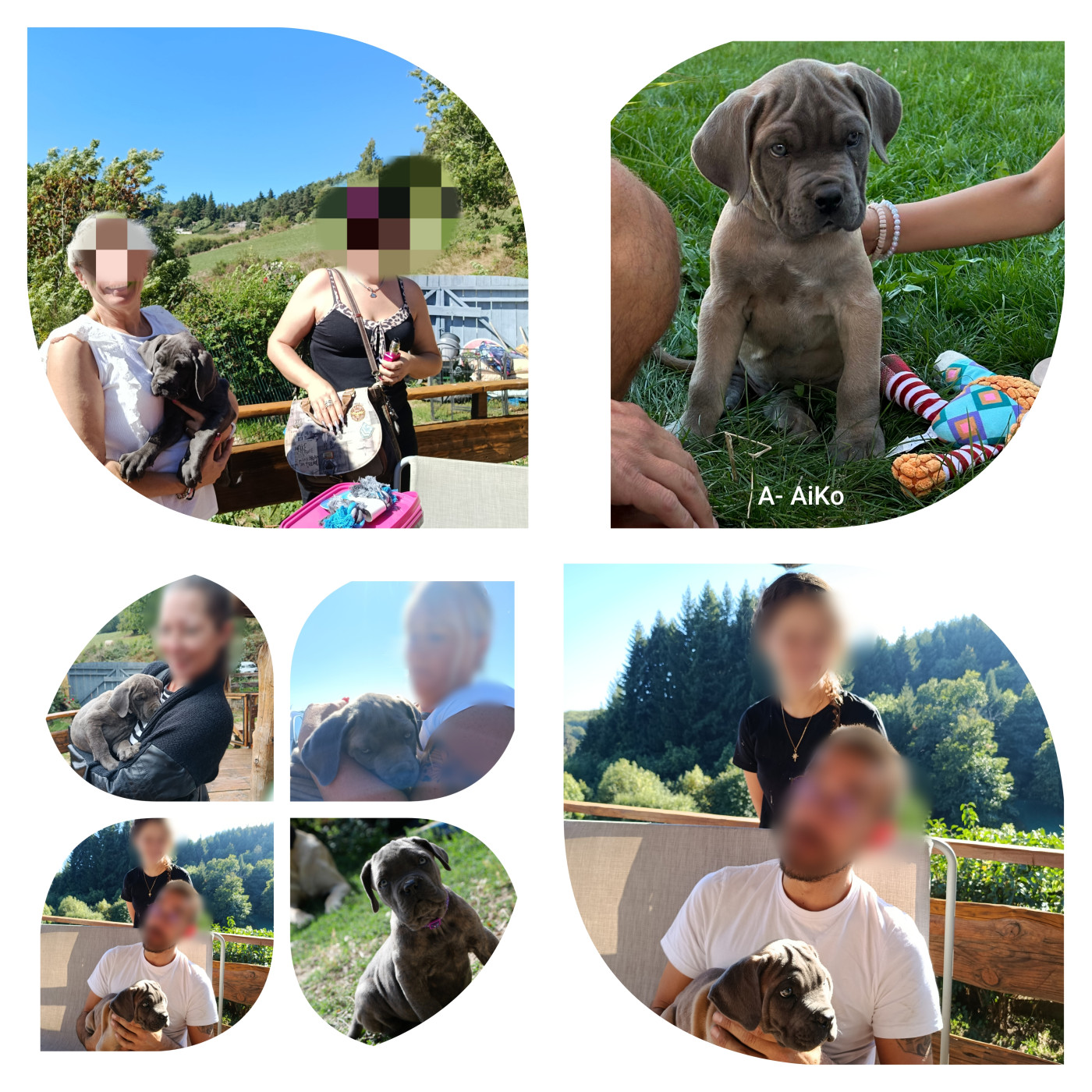 Des Montagnes Ardèchoise - Premiers départs chiots
