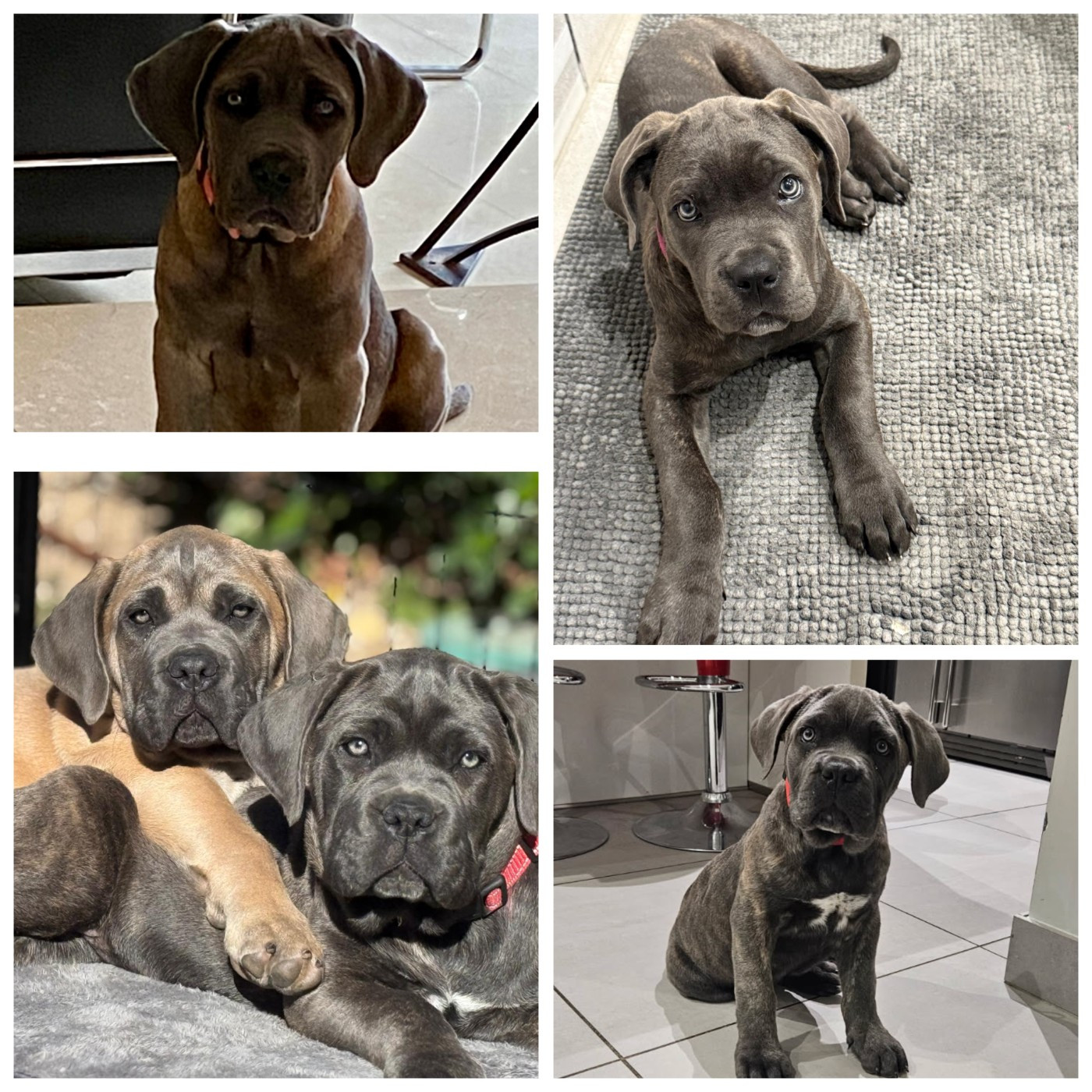 Des Montagnes Ardèchoise - Magnifique chiot dans leur nouvelle famille